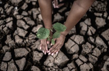 two-hands-are-planting-trees-dry-cracked-soil-global-warming-conditions